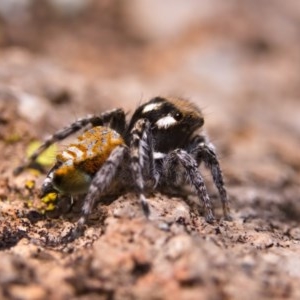 Maratus plumosus at Tuggeranong DC, ACT - 17 Oct 2020