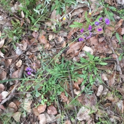 Swainsona recta (Small Purple Pea) at Belconnen, ACT - 17 Oct 2020 by rainer