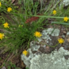 Calotis lappulacea (Yellow Burr Daisy) at Woodstock Nature Reserve - 10 Oct 2020 by MattM