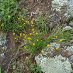 Calotis lappulacea at Holt, ACT - 10 Oct 2020