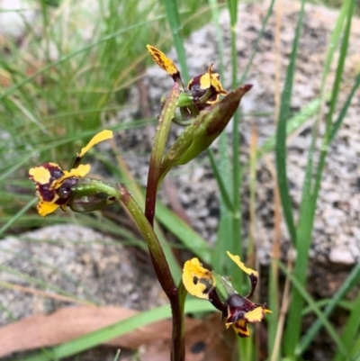 Diuris pardina (Leopard Doubletail) at Namadgi National Park - 13 Oct 2020 by SimoneC