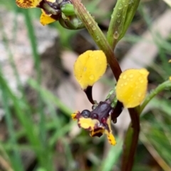 Diuris pardina at Cotter River, ACT - 14 Oct 2020