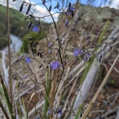 Dianella revoluta var. revoluta (Black-Anther Flax Lily) at Woodstock Nature Reserve - 10 Oct 2020 by MattM