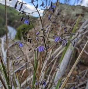 Dianella revoluta var. revoluta at Holt, ACT - 10 Oct 2020