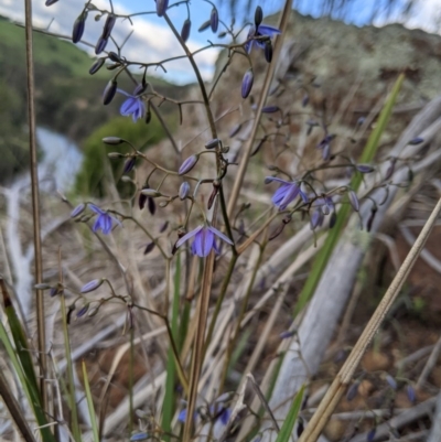 Dianella revoluta var. revoluta (Black-Anther Flax Lily) at Holt, ACT - 10 Oct 2020 by MattM