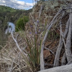 Dianella revoluta var. revoluta at Holt, ACT - 10 Oct 2020