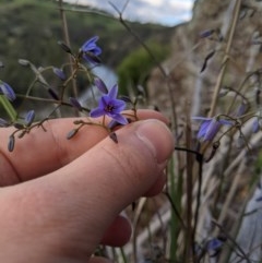 Dianella revoluta var. revoluta at Holt, ACT - 10 Oct 2020