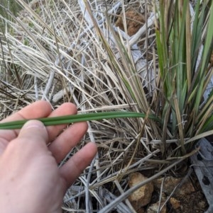 Dianella revoluta var. revoluta at Holt, ACT - 10 Oct 2020