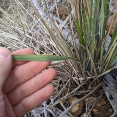 Dianella revoluta var. revoluta at Holt, ACT - 10 Oct 2020