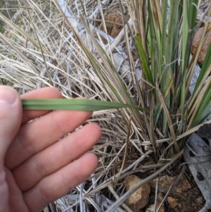 Dianella revoluta var. revoluta at Holt, ACT - 10 Oct 2020