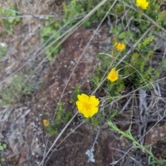 Hibbertia stricta (A Guinea-flower) at Woodstock Nature Reserve - 10 Oct 2020 by MattM