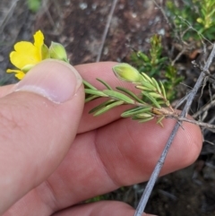 Hibbertia stricta at Holt, ACT - 10 Oct 2020