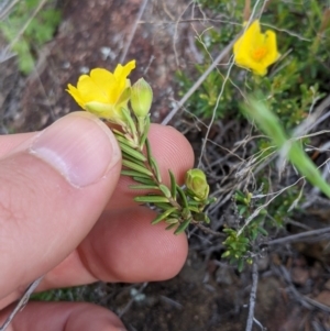 Hibbertia stricta at Holt, ACT - 10 Oct 2020