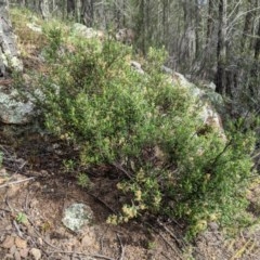 Pomaderris angustifolia (Pomaderris) at Woodstock Nature Reserve - 10 Oct 2020 by MattM