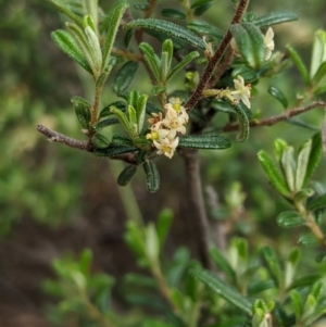 Pomaderris angustifolia at Holt, ACT - 10 Oct 2020