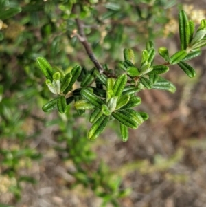 Pomaderris angustifolia at Holt, ACT - 10 Oct 2020