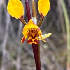 Diuris semilunulata (Late Leopard Orchid) at Burra, NSW - 14 Oct 2020 by Safarigirl