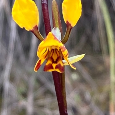 Diuris semilunulata (Late Leopard Orchid) at Burra, NSW - 14 Oct 2020 by Safarigirl