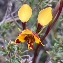 Diuris semilunulata at Burra, NSW - suppressed