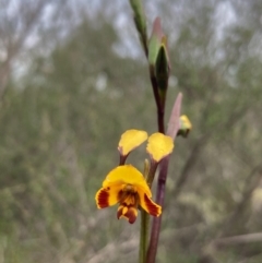 Diuris semilunulata at Burra, NSW - suppressed