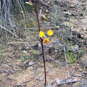 Diuris semilunulata at Burra, NSW - suppressed