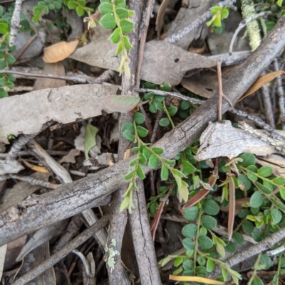 Bossiaea buxifolia (Matted Bossiaea) at Woodstock Nature Reserve - 10 Oct 2020 by MattM