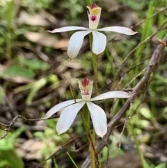 Caladenia moschata (Musky Caps) at Mount Jerrabomberra - 17 Oct 2020 by aussiestuff