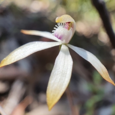 Caladenia ustulata (Brown Caps) at Yanununbeyan State Conservation Area - 17 Oct 2020 by shoko