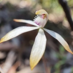 Caladenia ustulata (Brown Caps) at Primrose Valley, NSW - 17 Oct 2020 by shoko
