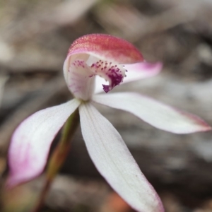 Caladenia moschata at Primrose Valley, NSW - suppressed