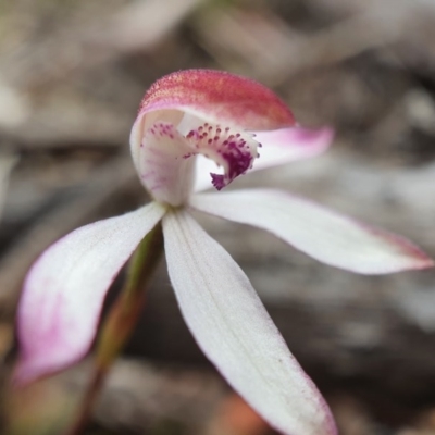 Caladenia moschata (Musky Caps) at Primrose Valley, NSW - 17 Oct 2020 by shoko