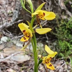 Diuris sulphurea (Tiger Orchid) at Primrose Valley, NSW - 17 Oct 2020 by shoko
