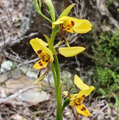 Diuris sulphurea (Tiger Orchid) at Primrose Valley, NSW - 17 Oct 2020 by shoko