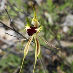 Caladenia atrovespa at Captains Flat, NSW - suppressed