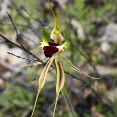 Caladenia atrovespa (Green-comb Spider Orchid) at Yanununbeyan State Conservation Area - 17 Oct 2020 by shoko