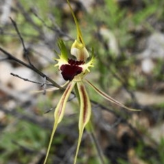 Caladenia atrovespa (Green-comb Spider Orchid) at Captains Flat, NSW - 17 Oct 2020 by shoko