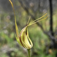 Caladenia atrovespa at Captains Flat, NSW - suppressed