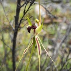 Caladenia atrovespa at Captains Flat, NSW - suppressed