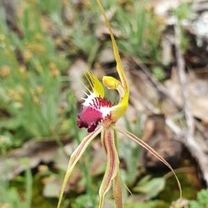 Caladenia atrovespa at Captains Flat, NSW - suppressed