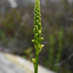 Microtis parviflora (Slender Onion Orchid) at Yanununbeyan State Conservation Area - 17 Oct 2020 by shoko