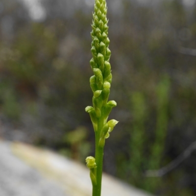 Microtis parviflora (Slender Onion Orchid) at Captains Flat, NSW - 17 Oct 2020 by shoko