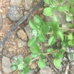 Polycarpon tetraphyllum (Four-leaf Allseed) at Majura, ACT - 16 Oct 2020 by JaneR