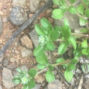 Polycarpon tetraphyllum at Majura, ACT - 16 Oct 2020