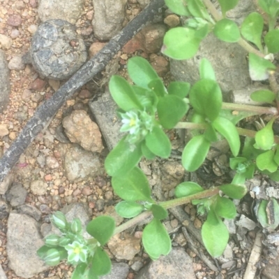Polycarpon tetraphyllum (Four-leaf Allseed) at Mount Ainslie - 16 Oct 2020 by JaneR