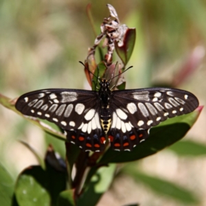 Papilio anactus at Murrumbateman, NSW - 16 Oct 2020