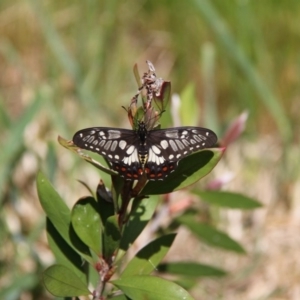 Papilio anactus at Murrumbateman, NSW - 16 Oct 2020 11:40 AM