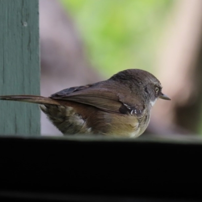 Sericornis frontalis (White-browed Scrubwren) at Fyshwick, ACT - 16 Oct 2020 by RodDeb