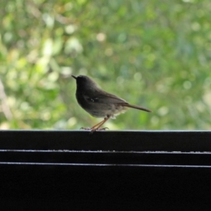 Sericornis frontalis at Fyshwick, ACT - 16 Oct 2020