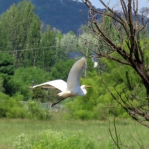 Ardea alba at Fyshwick, ACT - 16 Oct 2020