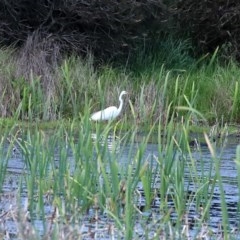 Ardea alba at Fyshwick, ACT - 16 Oct 2020 12:31 PM